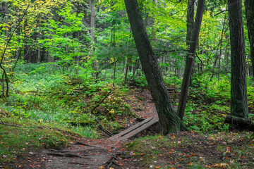 Tall trees by the nature trail in Michigan upper peninsula Black river national forest.