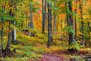 Close up shot of dead tree between Maple leaves