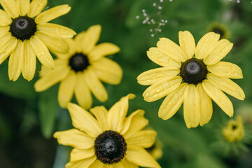 Yellow Rudbeckia Hirta also known as Black-eyed or Brown-eyed Susan