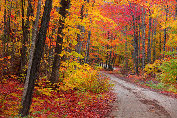 Beautiful maple trees at its peak color along the forest trail 