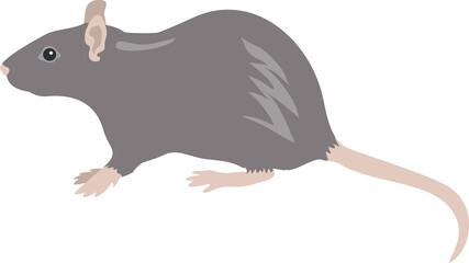 Rat isolated on white. Flat infographics. Vector illustration.