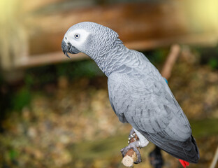 Obraz premium African gray parrot It has a red and short tail. That people bring it as pets in the house, light fair