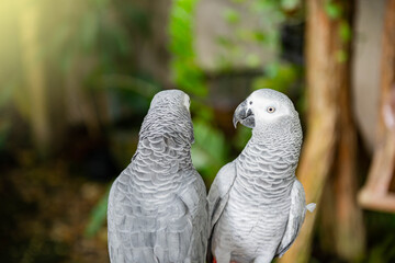 African gray parrot It has a red and short tail. That people bring it as pets in the house, light fair