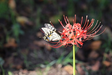 彼岸花の赤い花の蜜を吸うアゲハチョウ