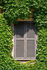 Close-up of an old window with closed wooden shutters on a wall covered with green leaves