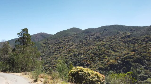 Pan Across Trees From Road At Nilgiri Biosphere Reserve In Mountains Outside Ooty, Tamil Nadu, India.