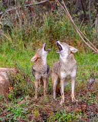 Two Coyotes Howling Together in the Woods