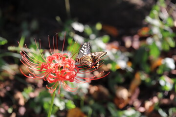 Fototapeta na wymiar 秋のヒガンバナの蜜を吸うアゲハチョウ