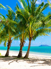 Coconut trees on the Beach at Secret Island in Oahu, Hawaii