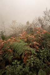 autumn in the forest