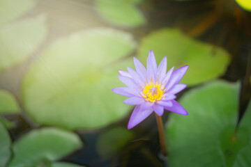 lotus flower in the garden