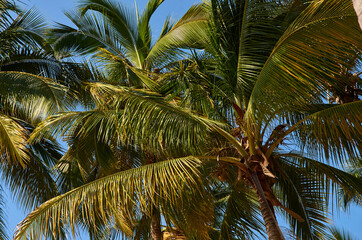 palmas chacala nayarit