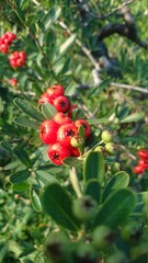 red berries on a bush