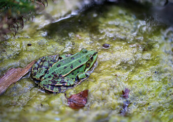Nahaufnahme eines grünen Teichfrosch.