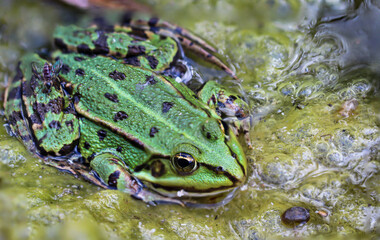 Nahaufnahme eines grünen Teichfrosch.