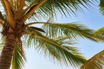 palmas chacala nayarit