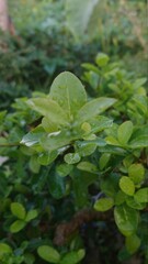 leaves and water