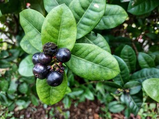 Several ripe huckleberries and one rotten huckleberry on a branch against a green background in the garden.