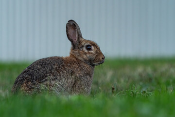 close up of one cute brown rabbit on green grasses with small piece of grass in its mouth