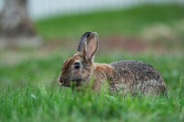 close up of one cute brown rabbit laying on green grass field eating