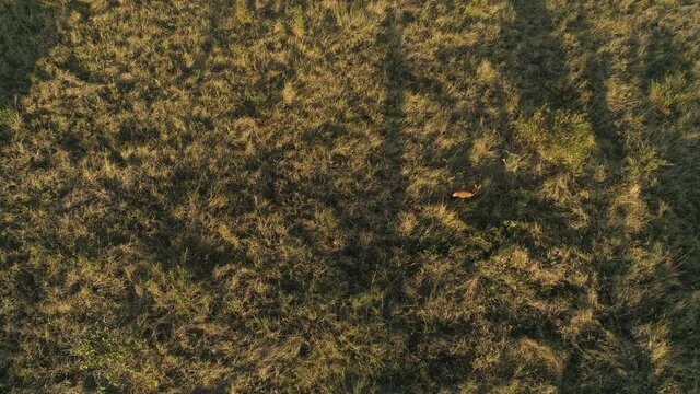 Maned wolf aerial shot with long shadows in a grassland area