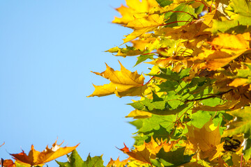 Maple branches with green and yellow leaves in autumn, in the light of sunset.