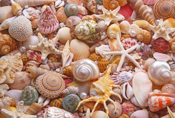 Many tropical colorful seashells, corals and starfishes mixed with pearls