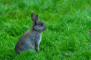side portrait of a cute grey bunny sitting on green grass under the shade