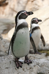 フンベルトペンギン