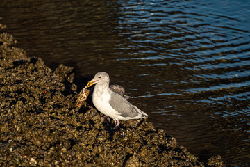 one seagull and it's young with grey feather eating a crab on the rocky shoreline on a sunny day