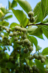 bunch of green styrax fruits hanging on the branches like tiny light bulbs