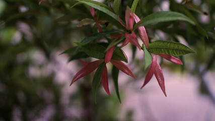 red leaves