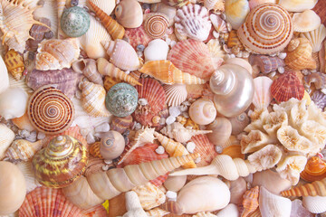 Colorful seashells and corals as background