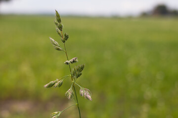 Close-up on a selected autumn plant.