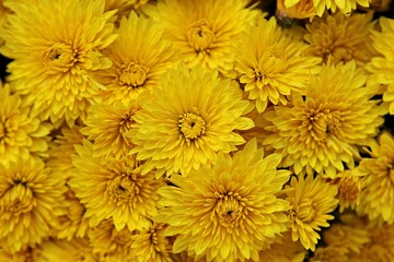 한국 인천시 부평구 부평문화의거리꽃축제에다녀왔습니다