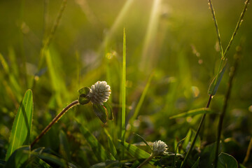 dandelions in the grass