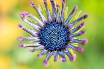 Obraz premium close up top view of one beautiful purple blooming African daisy in the garden with blurry green grass background