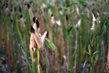 dry ready to harvest corn in a cornfield