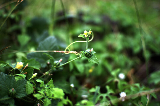little wild cucamelon