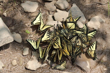 butterflies mudpuddling