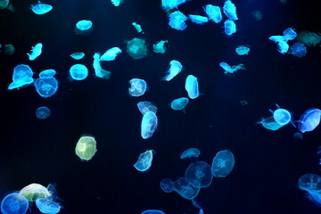 Mysterious jellyfish