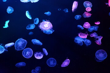Fototapeta na wymiar Mysterious jellyfish
