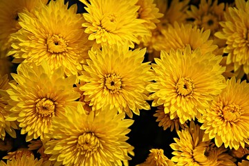 한국 인천시 부평구 부평문화의거리꽃축제에다녀왔습니다