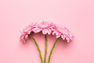 Pink gerbera flower on pastel background minimal style