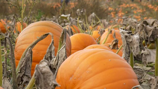Large ripe orange pumpkin patch in October 
