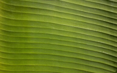 Closeup of Green Banana Leaf in Horizontal Orientation, Perfect for Wallpaper and Background