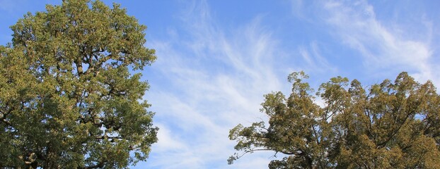 木々と爽やかな青空