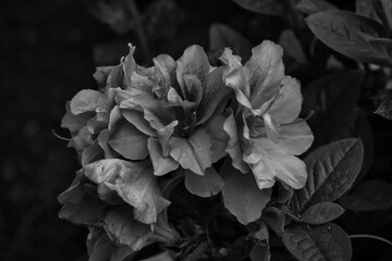 2020-10-18 A RED AZALEA IN BLACK AND WHITE