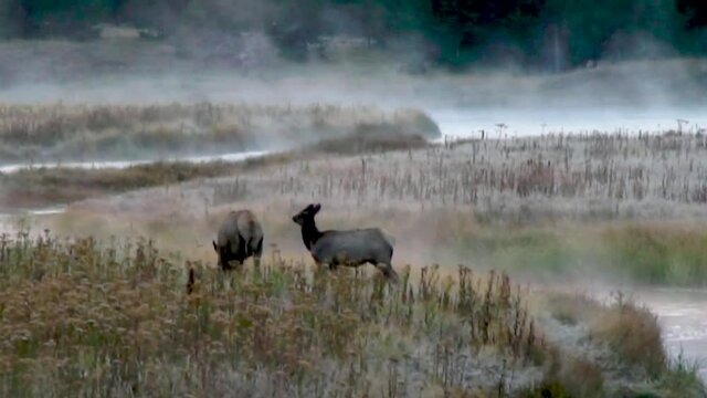 An Elk cow and her calve graze in a misty meadow near a river at sunrise in Yellowstone National Park