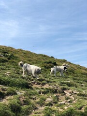 sheep in the mountains